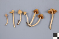 Cortinarius acutus image